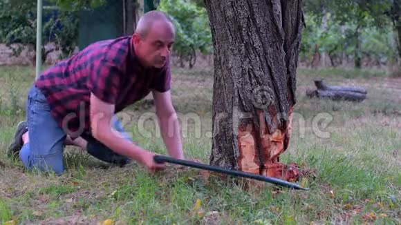 男农锯老树中年男子砍下果树成熟的男人夏天的园丁视频的预览图