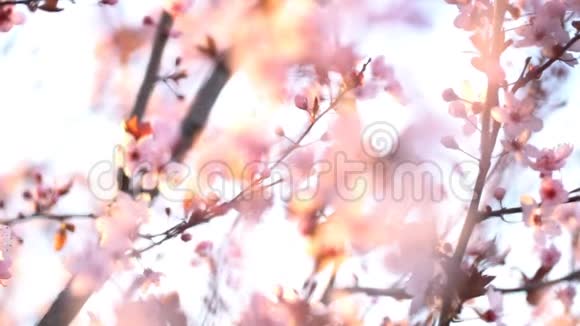 樱花枝视频的预览图