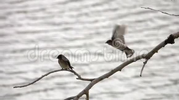 少年酒吧燕子鸟栖息在水面上的树枝上视频的预览图
