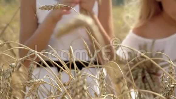 女孩手里拿着金麦穗小妹妹们在俄罗斯的过山车上散步小麦地的晴天视频的预览图