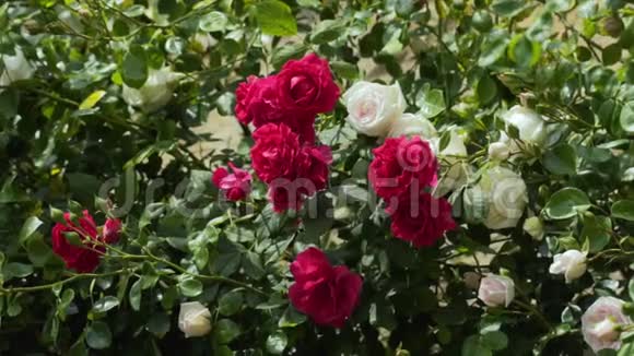 灌木丛上的白玫瑰和红玫瑰慢动作视频的预览图