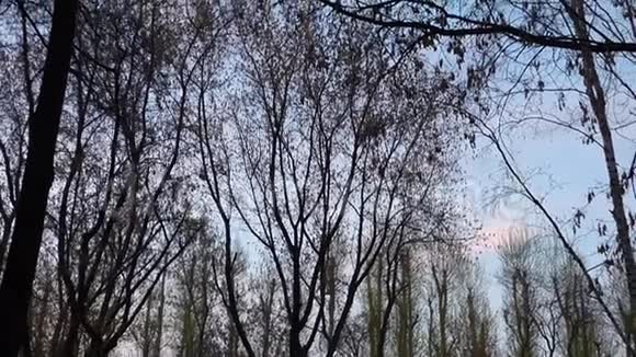 潘景黑树的轮廓映衬着淡蓝色的天空视频的预览图
