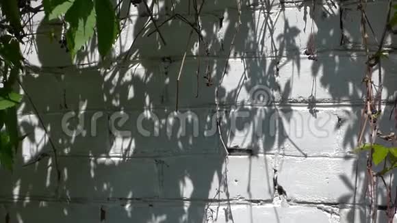 阳光明媚的夏日白色砖墙视频的预览图