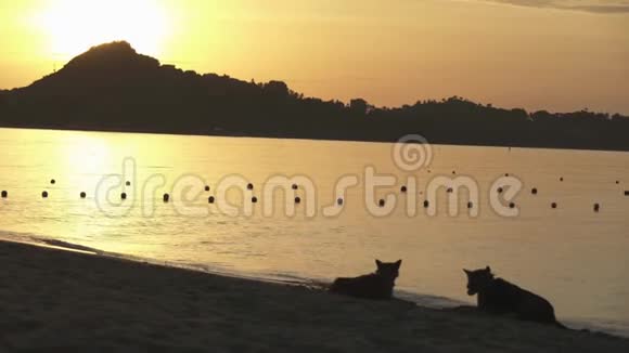 泰国苏梅岛拉迈海滩日出背景下的狗和过路人的股票录像视频的预览图