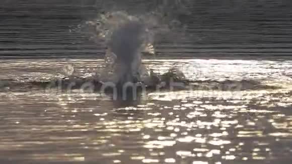 夕阳西下壮汉在湖水中游蝶视频的预览图