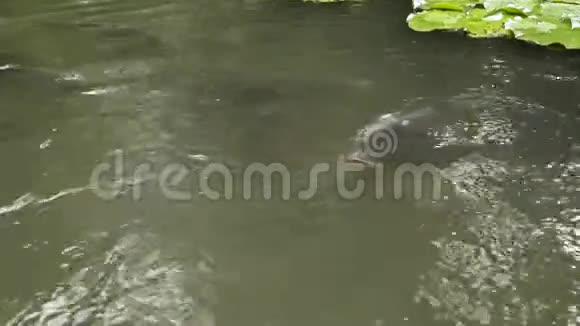 池塘里一只鲤鱼的特写通过张开大嘴来求食慢动作视频的预览图
