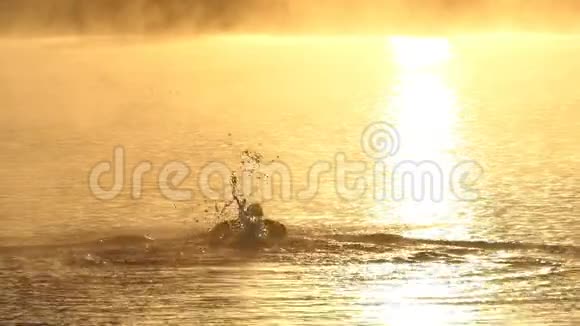 夕阳西下年轻人在金色的湖里游蝶视频的预览图