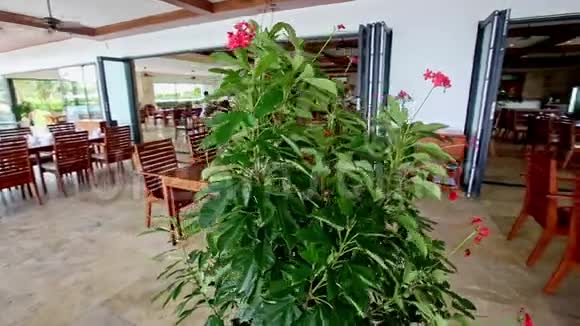 酒店空餐厅提供大型盆栽花卉特写视频的预览图