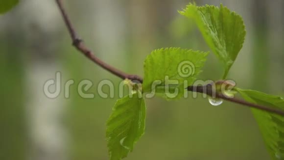 有雨滴的桦树的细枝慢动作视频的预览图