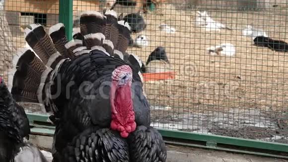 后院里一堆火鸡家庭火鸡在接触动物园慢动作视频的预览图