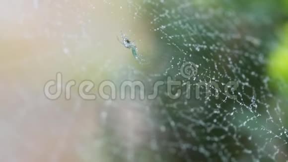 一个蜘蛛网湿从清晨薄雾中近距离拍摄视频的预览图