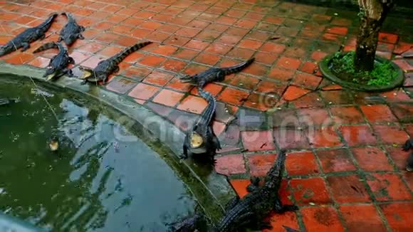 越南养殖农场旅游棒上的鳄鱼仔视频的预览图