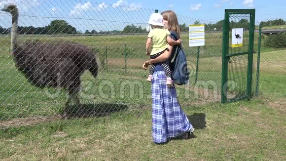 母亲牵着蹒跚学步的女儿双手靠近动物园里的鸵鸟视频的预览图