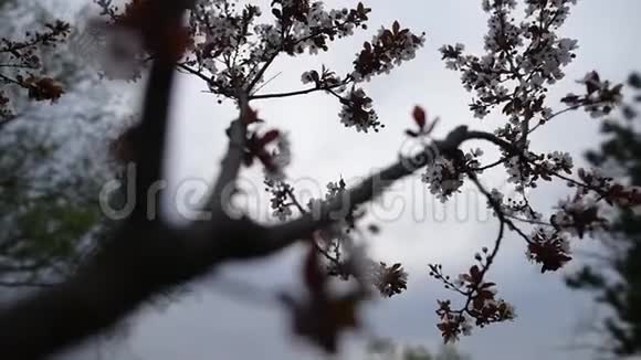 绽放美丽的清泉树自然自然底色视频的预览图