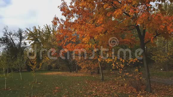 在城市公园里沿着秋天的小巷散步的夫妇视频的预览图