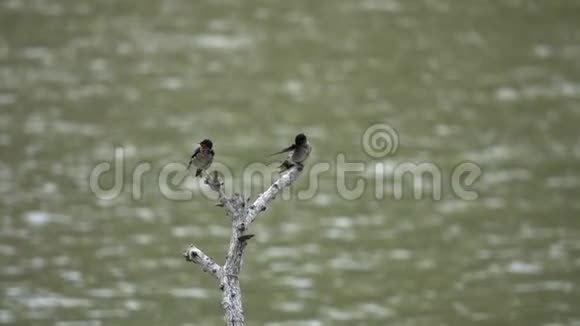 少年酒吧燕子鸟栖息在水面上的树枝上视频的预览图