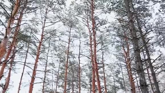 雪林中的天空景色在寒冷的冬季景观中高大的云杉树覆盖着雪有杉树的圣诞背景视频的预览图