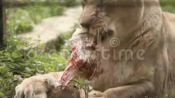 动物园里的母狮吃东西视频的预览图