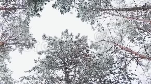 雪林中的天空景色在寒冷的冬季景观中高大的云杉树覆盖着雪视频的预览图