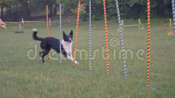 一只沙洛姆边境牧羊犬在柱子之间奔跑动作缓慢视频的预览图