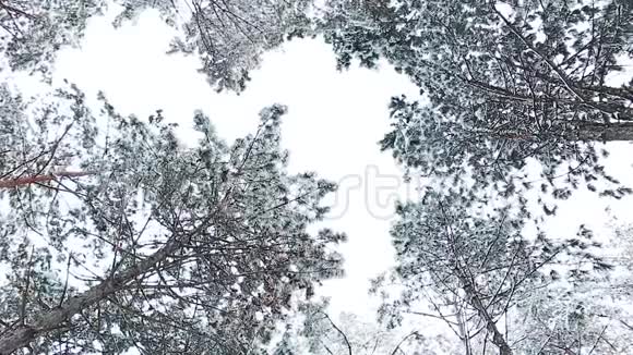 雪林中的天空景色在寒冷的冬季景观中高大的云杉树覆盖着雪视频的预览图