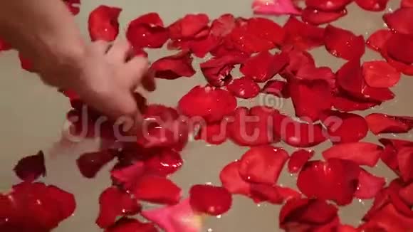 手女孩拿着红色玫瑰花瓣的水视频的预览图