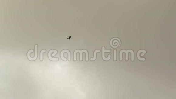 黑鸟在多云的天空中飞过树木视频的预览图