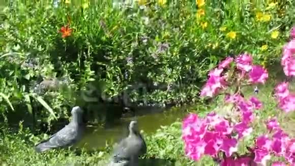 鲜花和鸽子视频的预览图