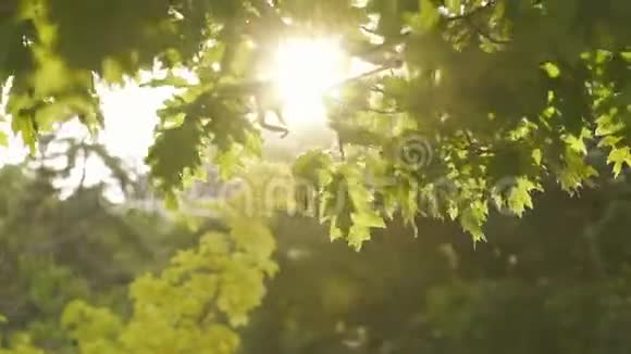 透过绿叶覆盖的移动的树枝近景的阳光透过视频的预览图