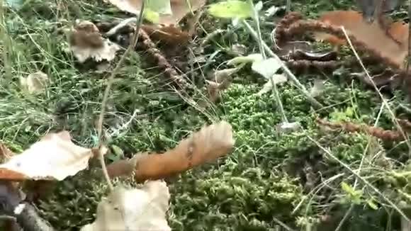 地上森林里的栗子视频的预览图