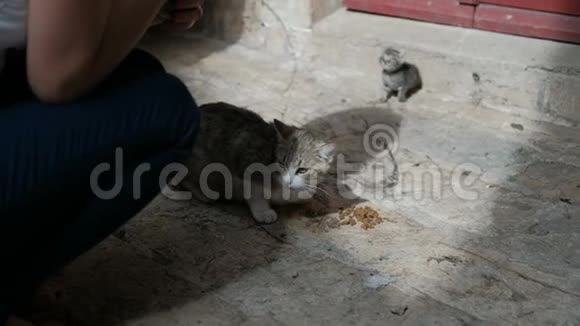 女人正在街上喂一只饥饿的猫和一只小猫视频的预览图