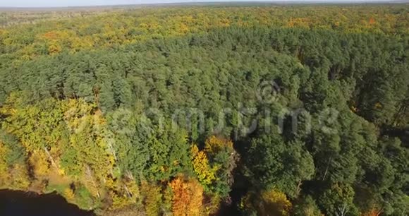 鸟瞰美丽的秋天森林视频的预览图