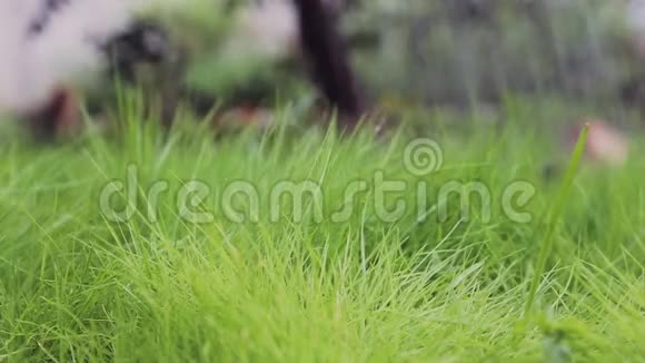 在绿色的年轻草坪上特写用浇水罐手工浇水视频的预览图