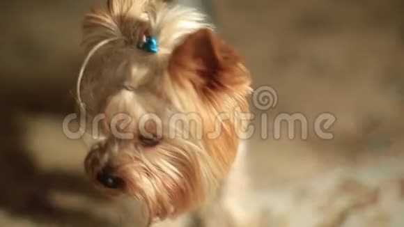 可爱的约克郡小猎犬的特写肖像视频的预览图