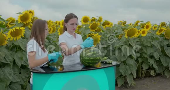 生物学家或农学家用便携式数字设备测量西瓜中硝酸盐的含量视频的预览图