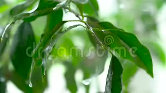 喷洒的水落在绿色植物的叶子上特写视频的预览图