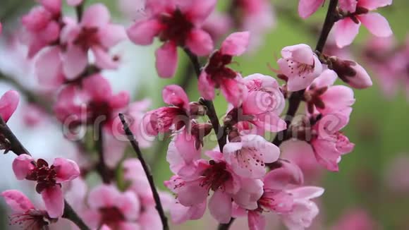 春天花园里的桃花视频的预览图