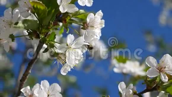 黄蜂蜜蜂春天盛开的樱花特写镜头视频的预览图