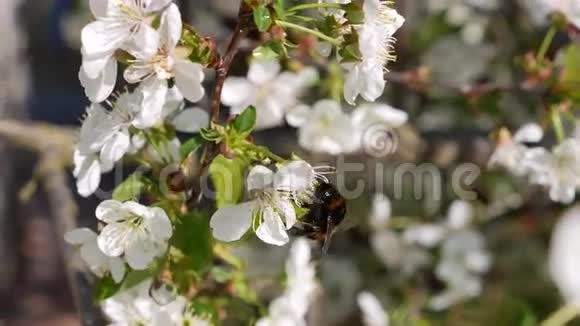 大黄蜂春天盛开的樱花特写镜头视频的预览图