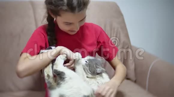 女孩和一只猫坐在沙发上玩女孩和猫室内友谊视频的预览图