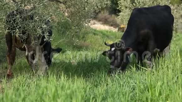 免费牧场奶牛吃草视频的预览图