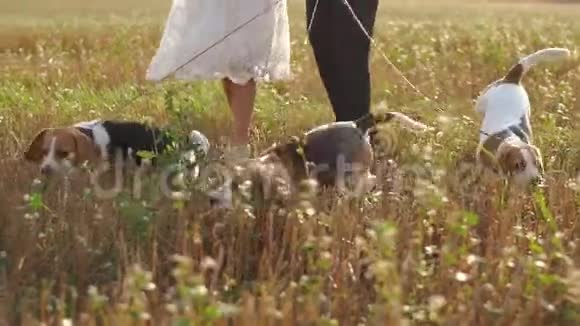 三只小狗在田野里和新婚夫妇散步的特写镜头视频的预览图