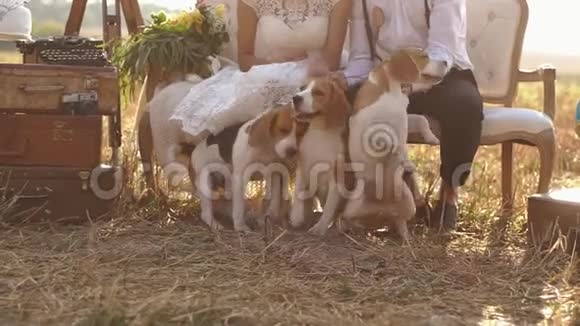 在阳光明媚的田野里毛茸茸的小狗坐在新婚夫妇的腿附近视频的预览图