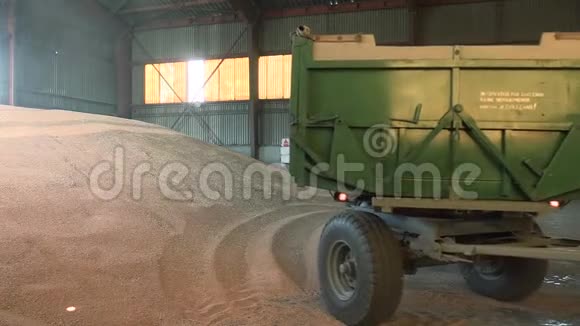 拖拉机到达仓库倒收的麦粒视频的预览图