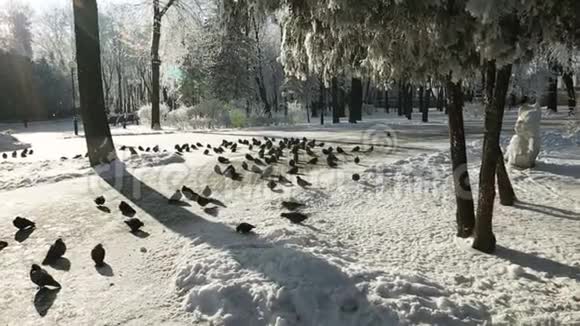 城市里饥饿的鸟儿在冬天等待觅食视频的预览图