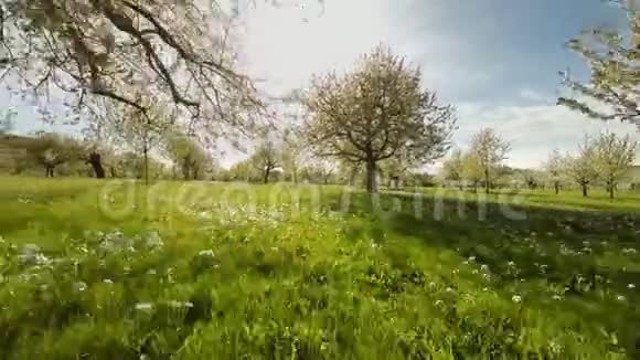 春季树木种植自然背景夏季鸟瞰视频的预览图