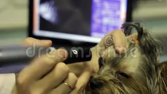 兽医检查狗视频的预览图