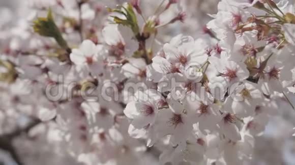 春日的野村树视频的预览图