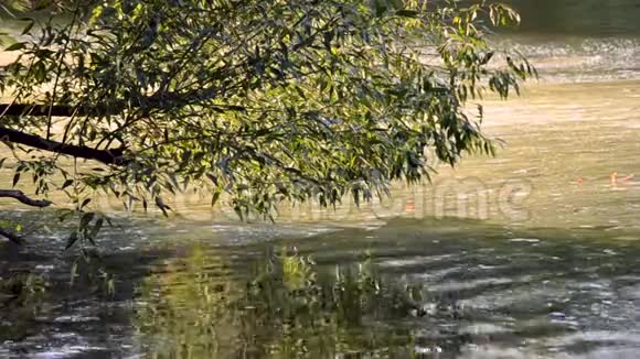 河面藻华水流漂流视频的预览图