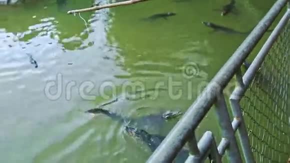 鳄鱼在农场池塘里游泳游客用桥杆喂食视频的预览图